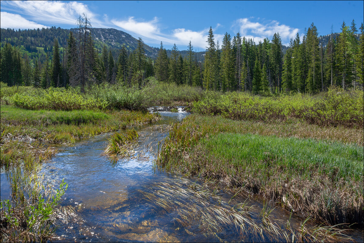 Ручей - **** vedin