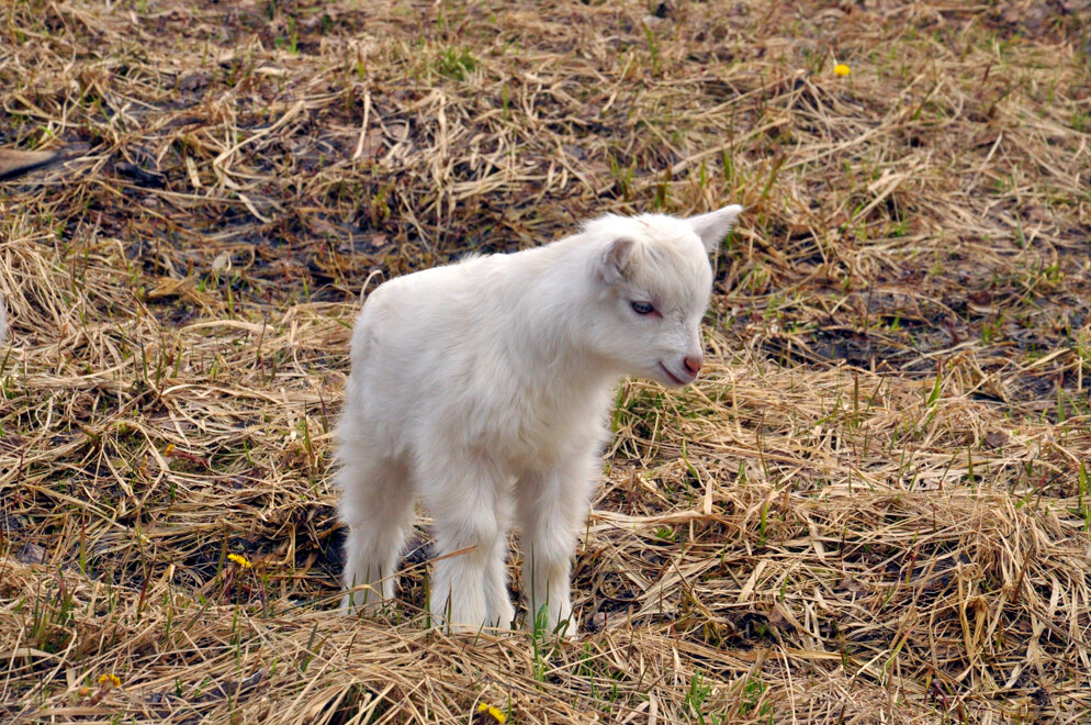Белоснежнвй - Александр Силинский