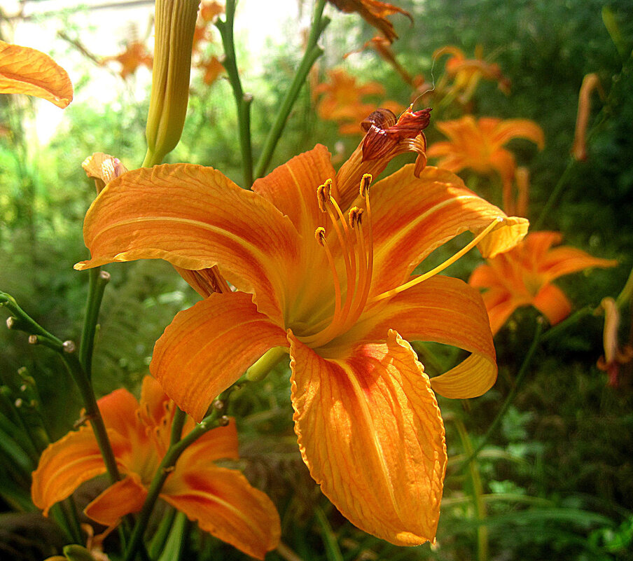 Летом - Елена Семигина Летом - Елена Семигина