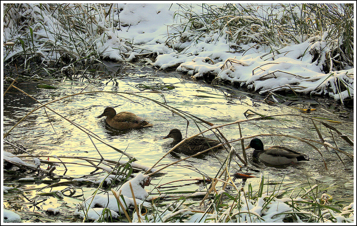 Настало времечко.... - Aleksandr Gal