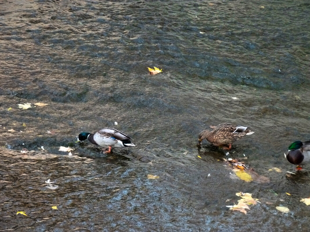 * - Валентин Семчишин