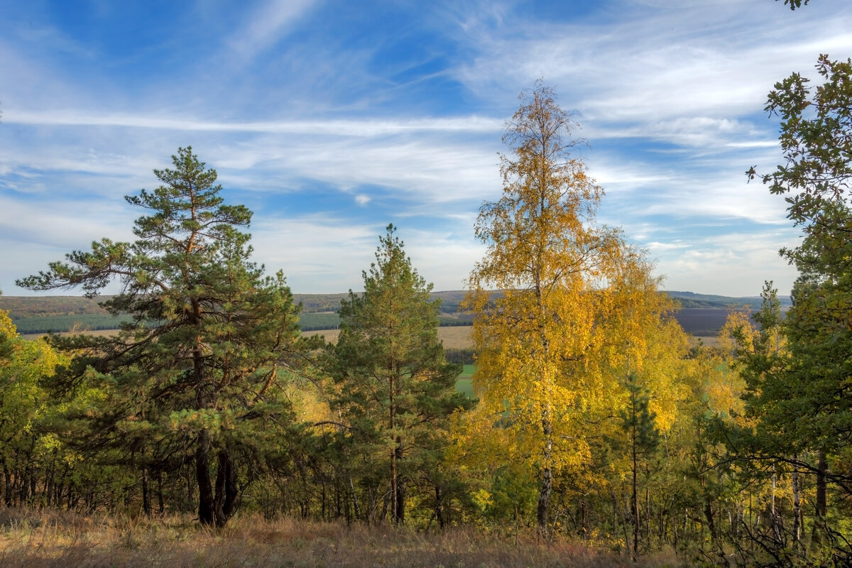 Средь берез и сосен... - Наталья Димова