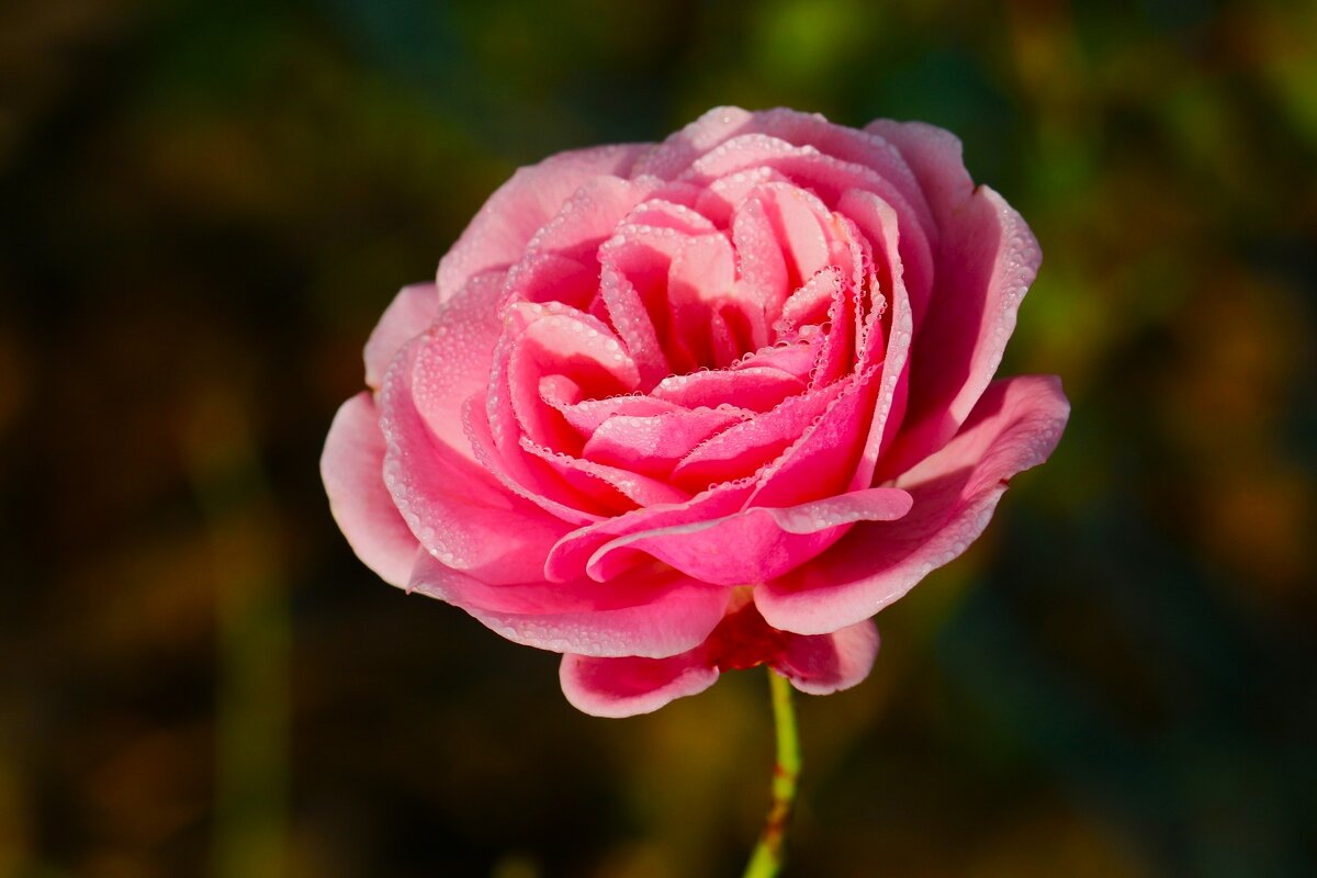 Доброе утро - Юрий. Шмаков