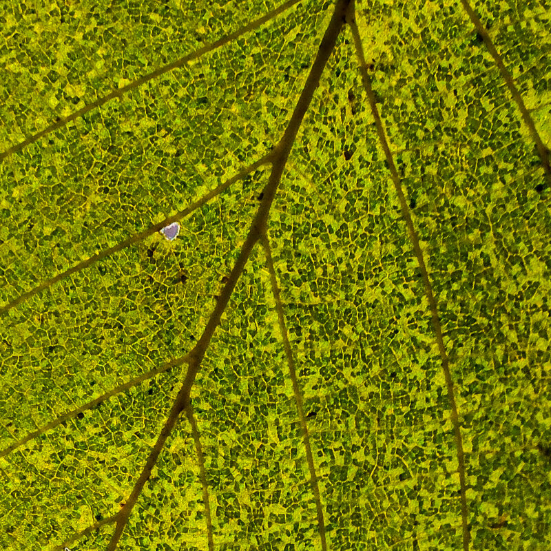 "Мегаполис" со спутника - Георгий А