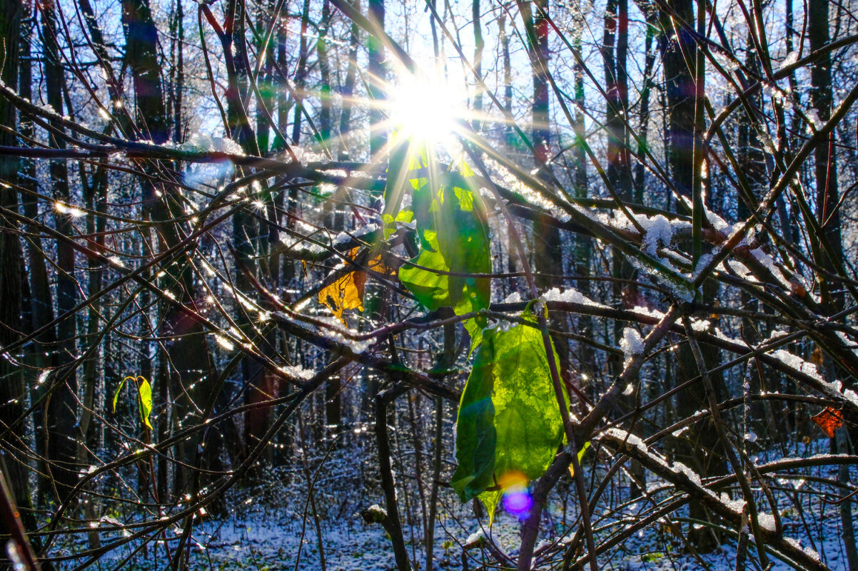 Прогулка в лесу (2) - Георгий А