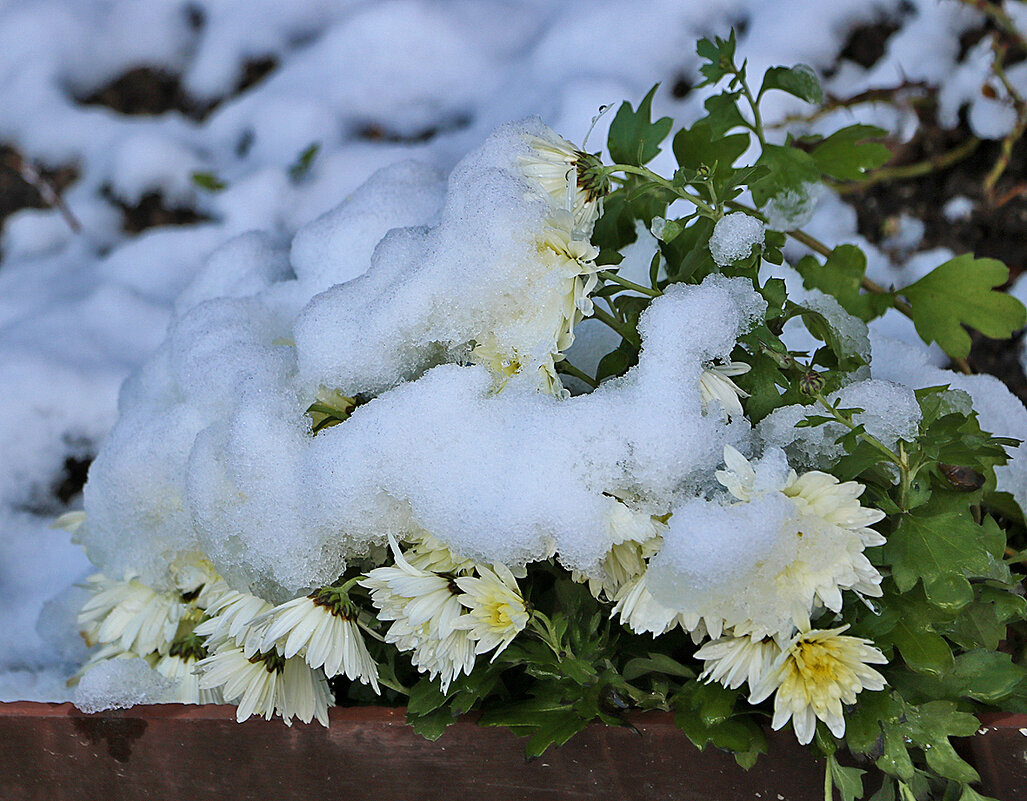 15 ноября - цветы под снегом - Светлана 