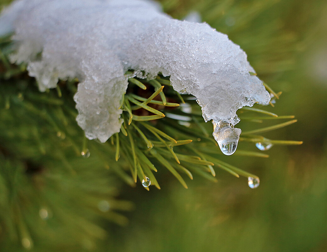 15 ноября - Светлана 