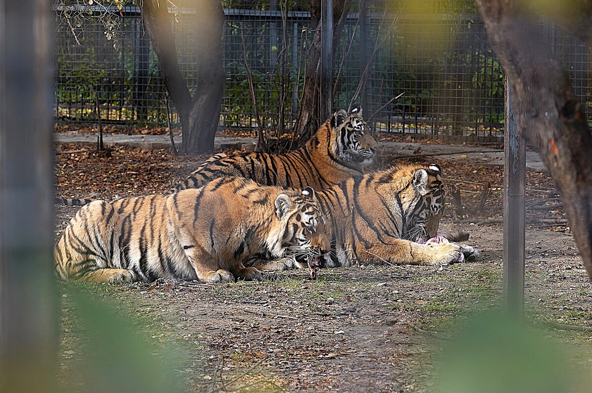 В парке Тайган - Татьяна Тюменка