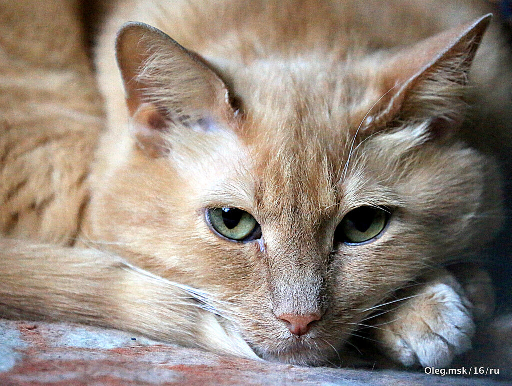 маленькие радости - Олег Лукьянов