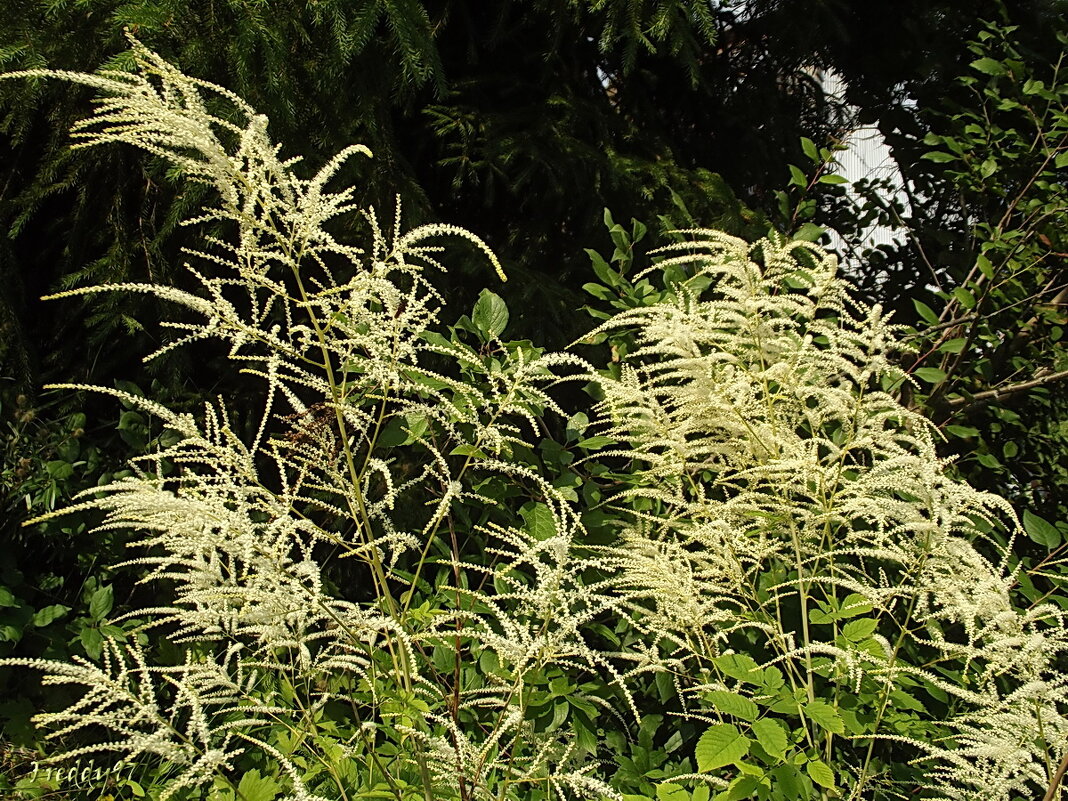 Волжанка - Freddy 97