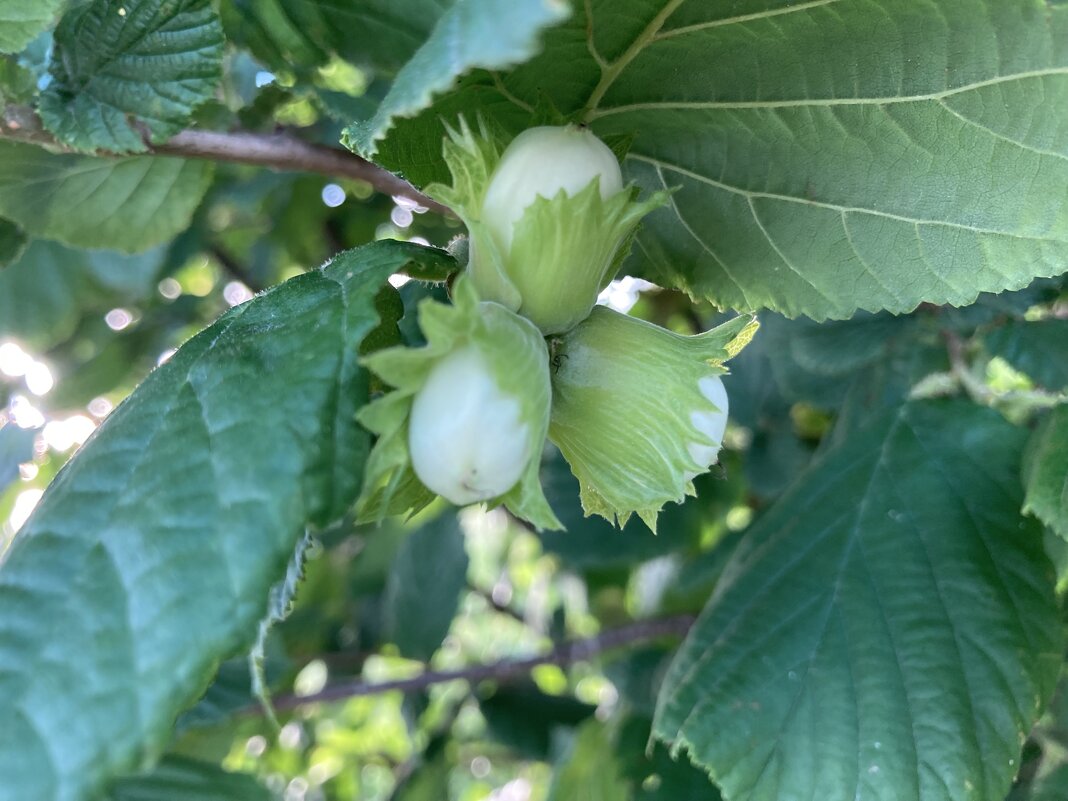 Три орешка - Ольга Савельева 