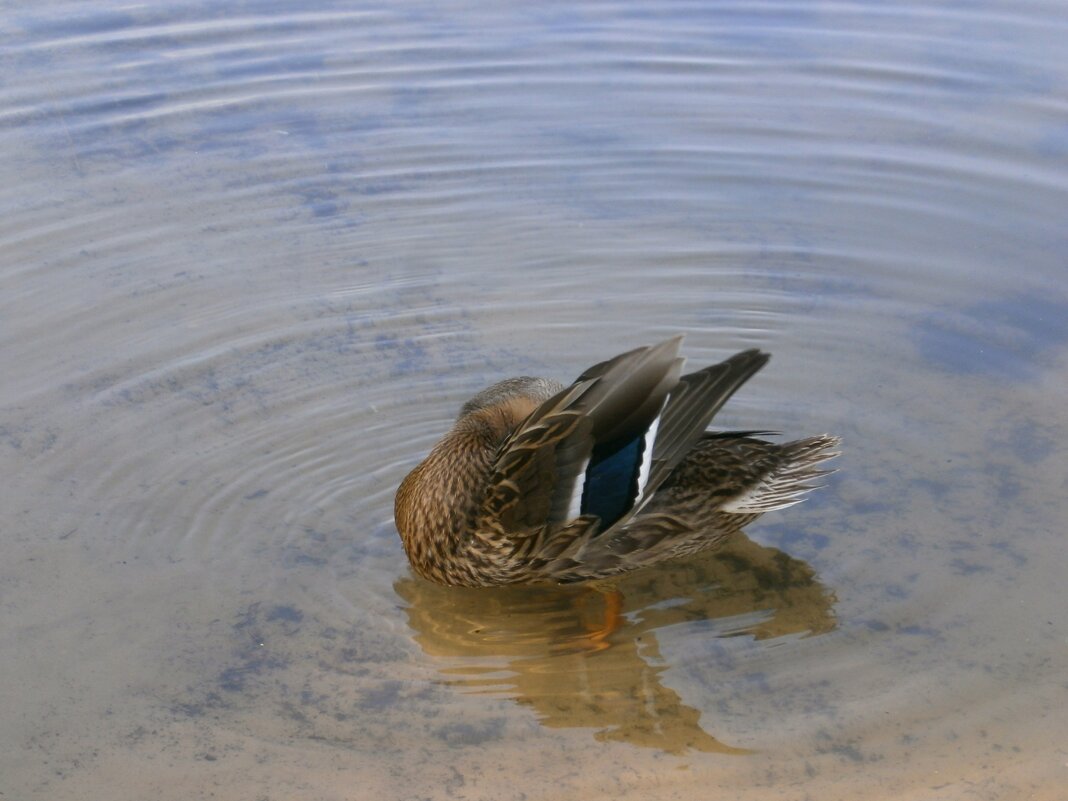 * - Алёна Савина * - Алёна Савина