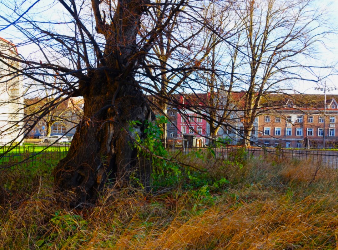 Липа Кельха - Aida10 