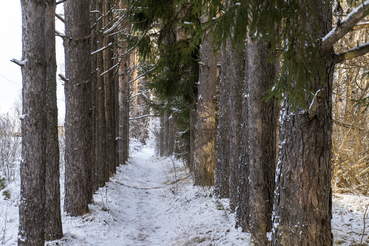 Сосны - Сергей Ц