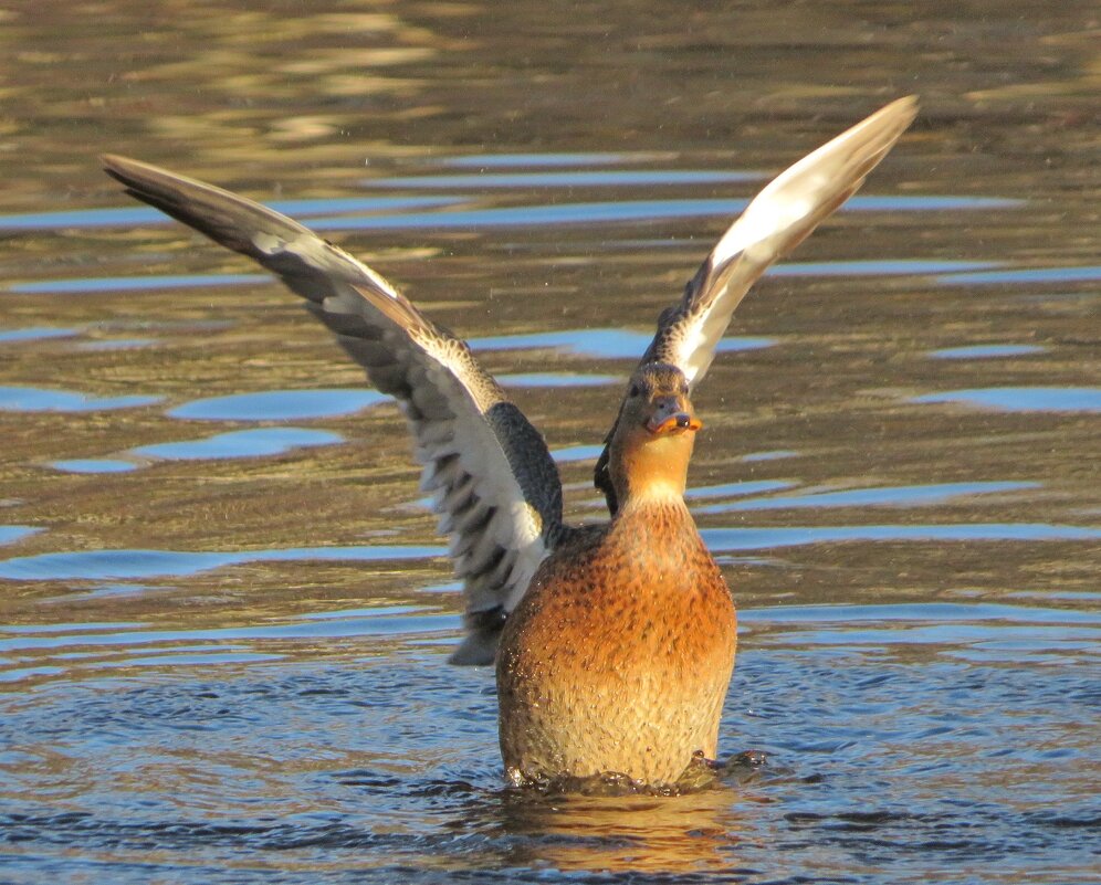 Утренняя гимнастика - Андрей Снегерёв