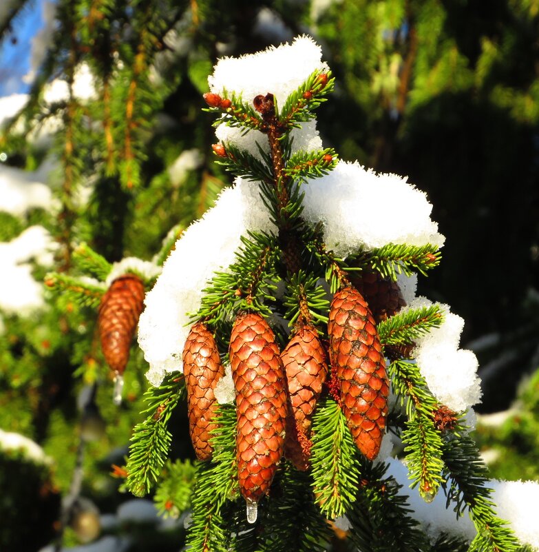 Украшение ели - Андрей Снегерёв