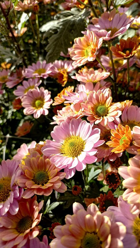 Хризантемы - Tina Kott