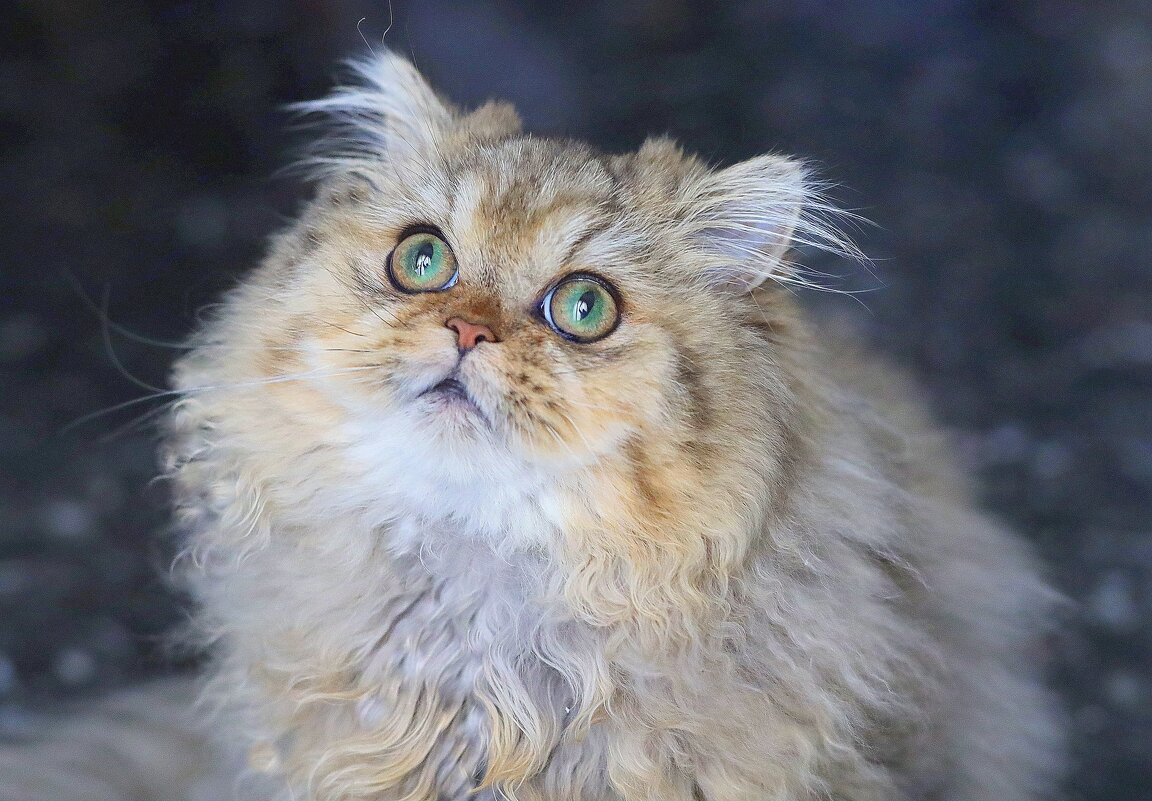 Золотко. - Оля Богданович