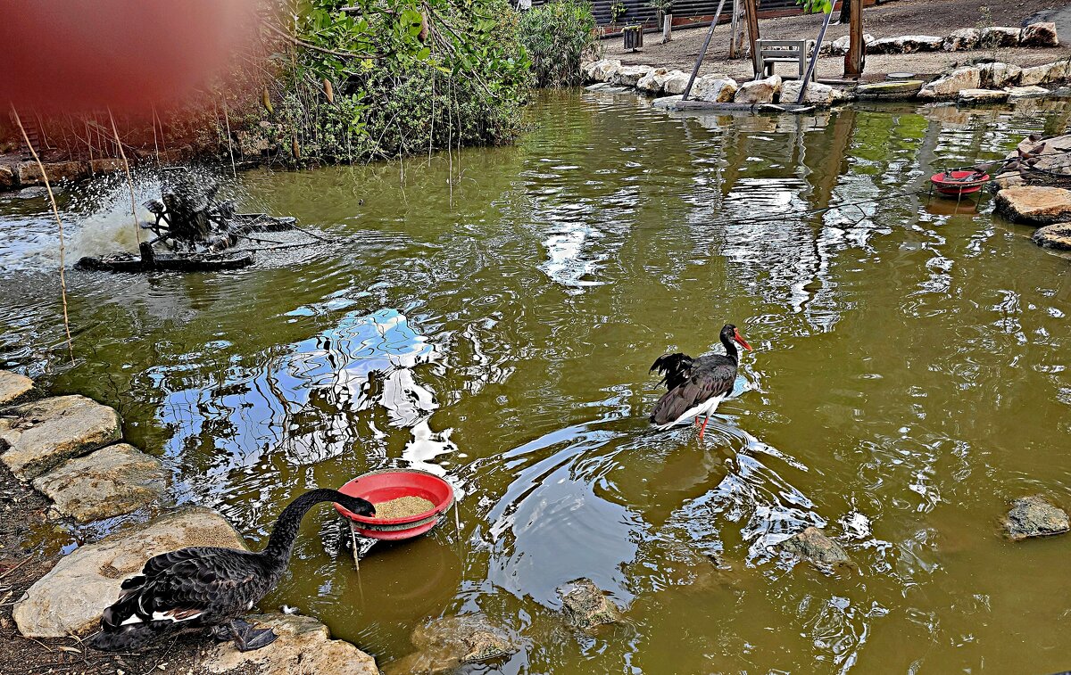 В зоопарке - Аркадий Басович