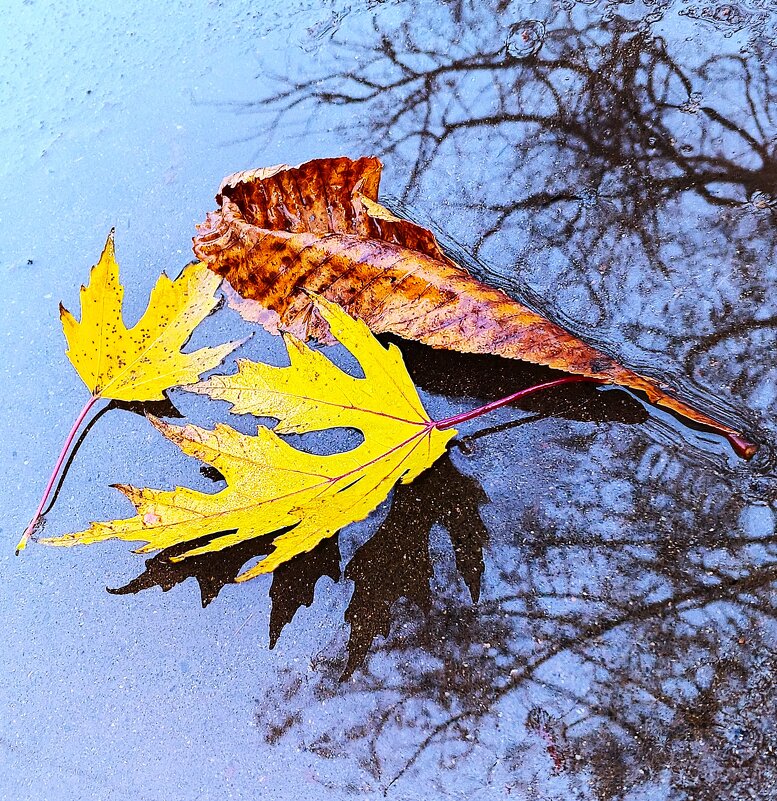 На мокром асфальте. - Василий Палий