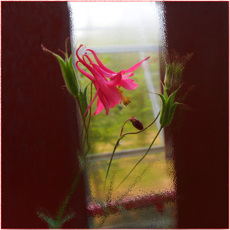 Аквилегия в окне от забора - Евгений 