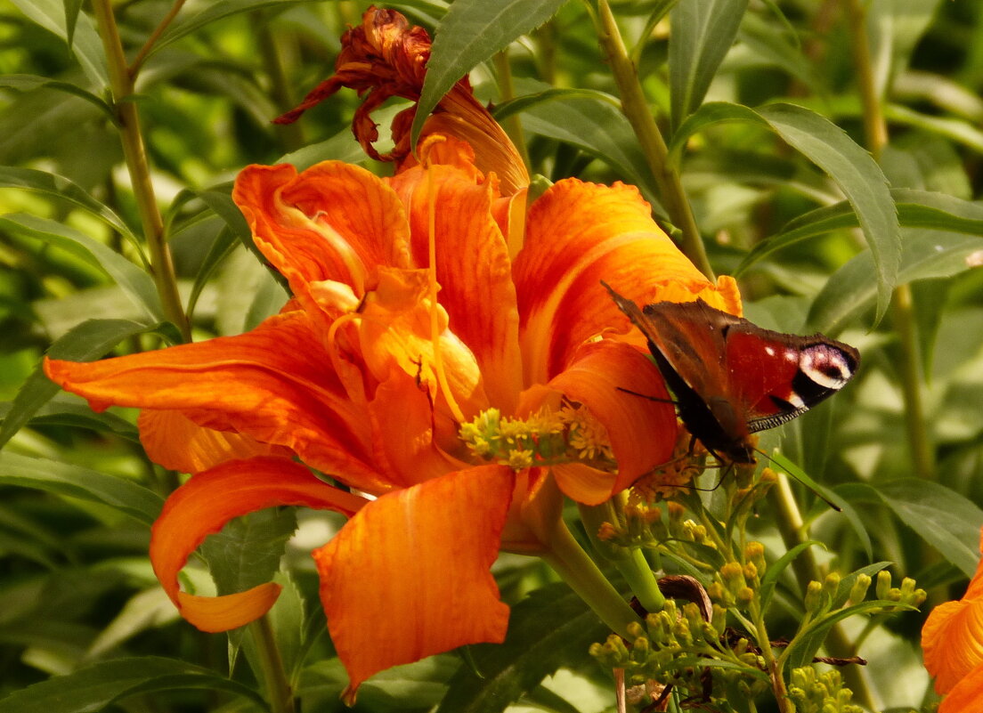 опять про бабочек...56 - Александр Прокудин