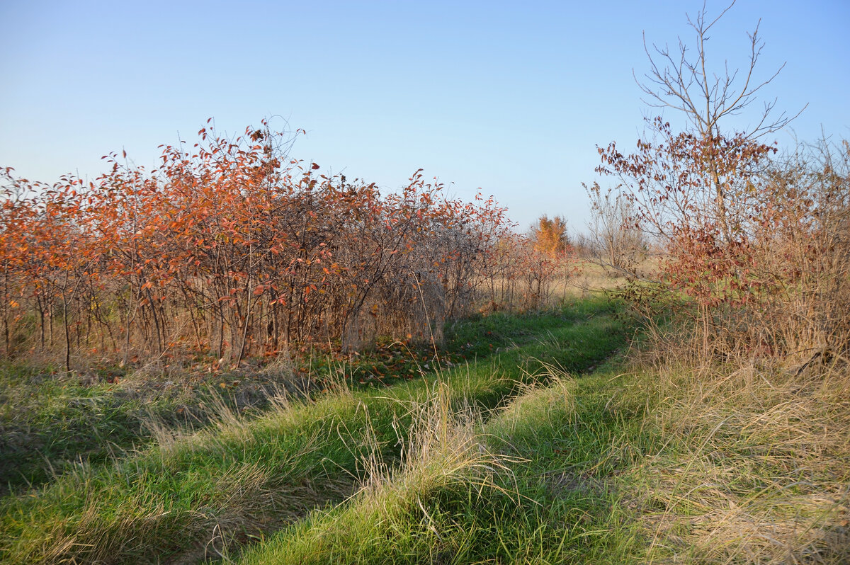 Степь ...."непричёсанная"... - Надежда Куркина Степь ...."непричёсанная"... - Надежда Куркина