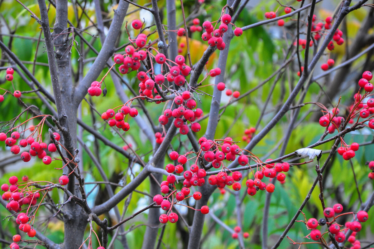 Боярышник в ноябре - Татьяна Машошина Боярышник в ноябре - Татьяна Машошина