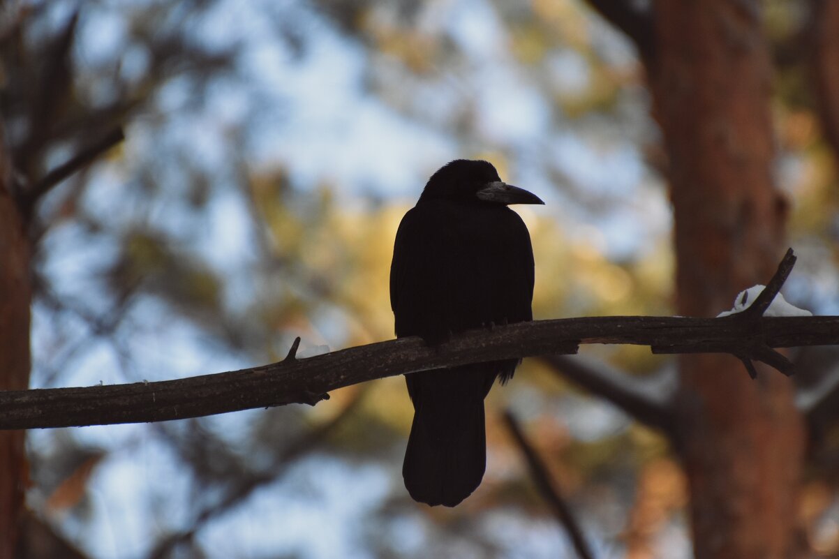 Птица на ветке - Анастасия Ильина