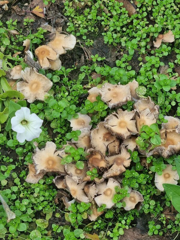 Какие-то грибы... - Наталья 