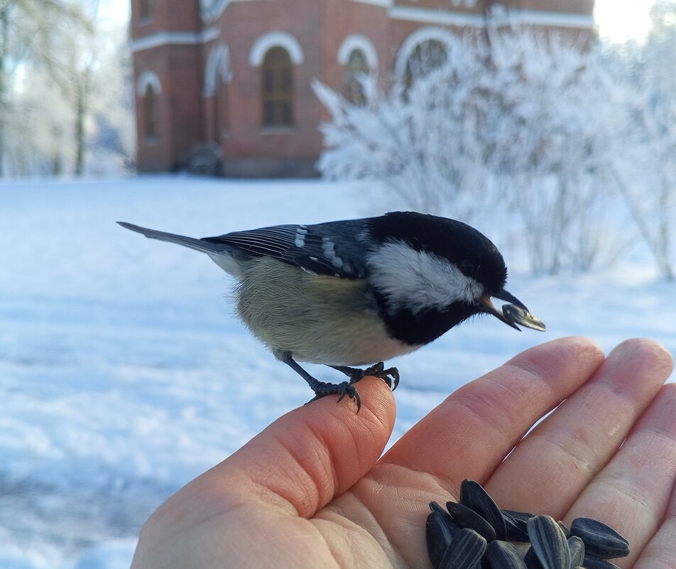 Московка - Сапсан 