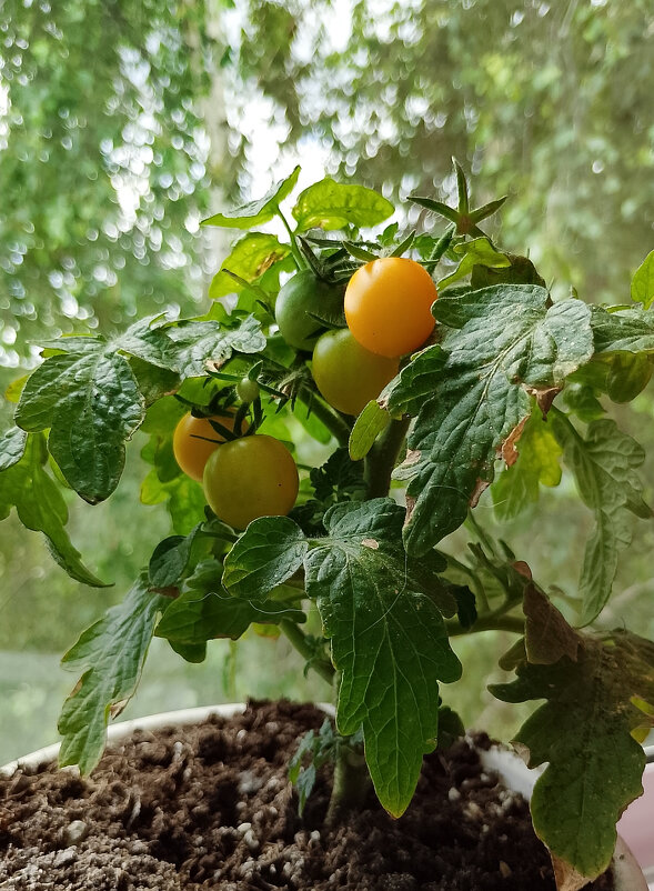 Черри Синичка на балконе - Ален Янн 