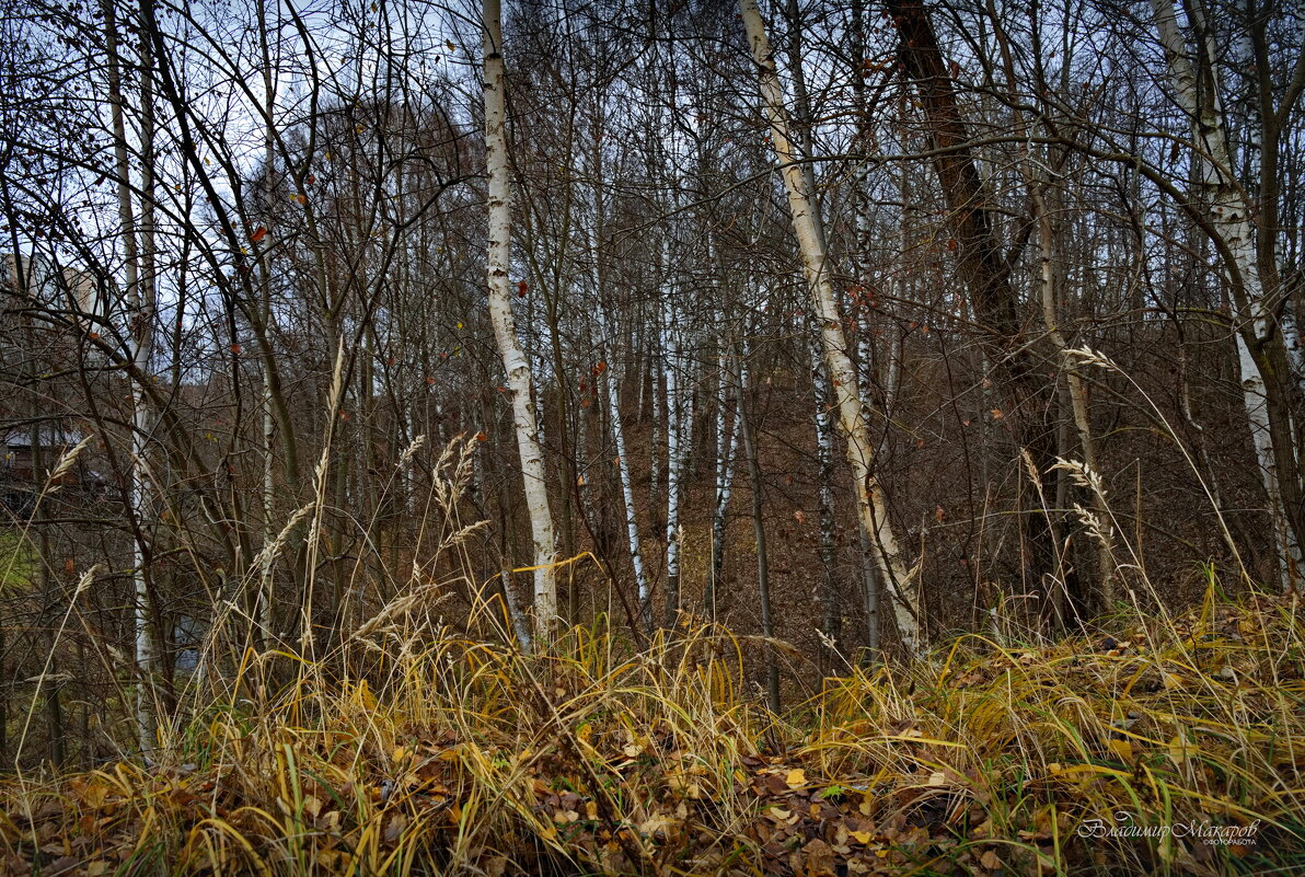 "Фрагмент поздней осени"© - Владимир Макаров