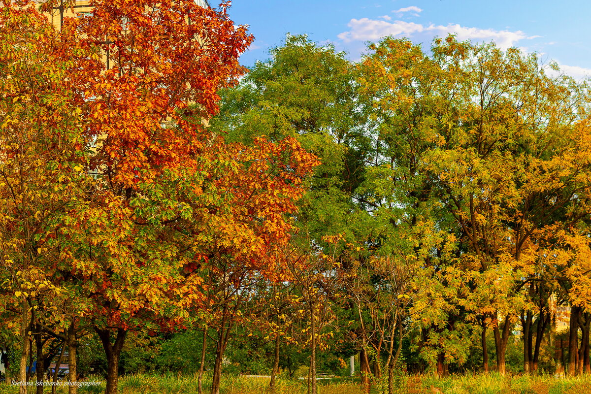 Краски осени. - Светлана Ищенко