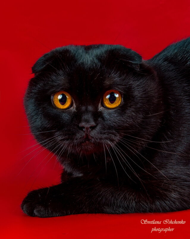 Вислоухая красота - Светлана Ищенко