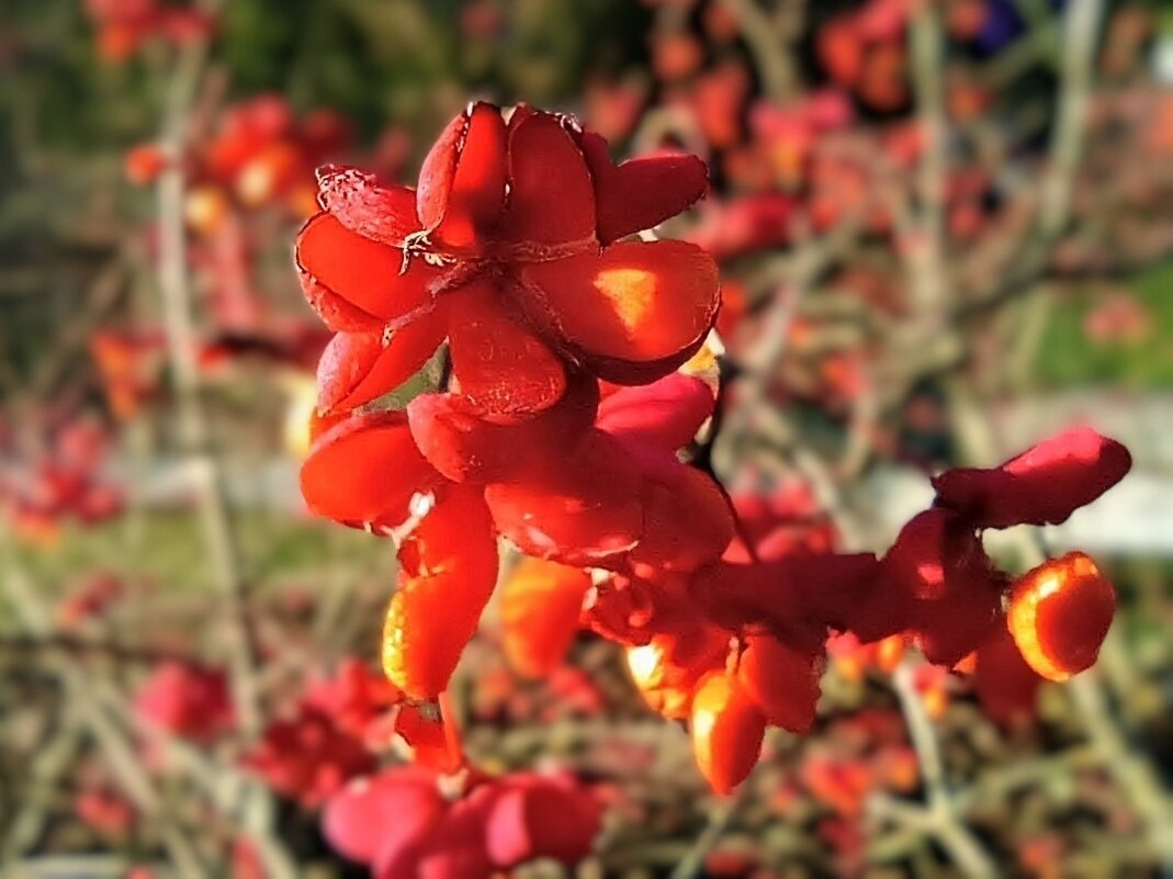 Бересклет европейский - Veera V