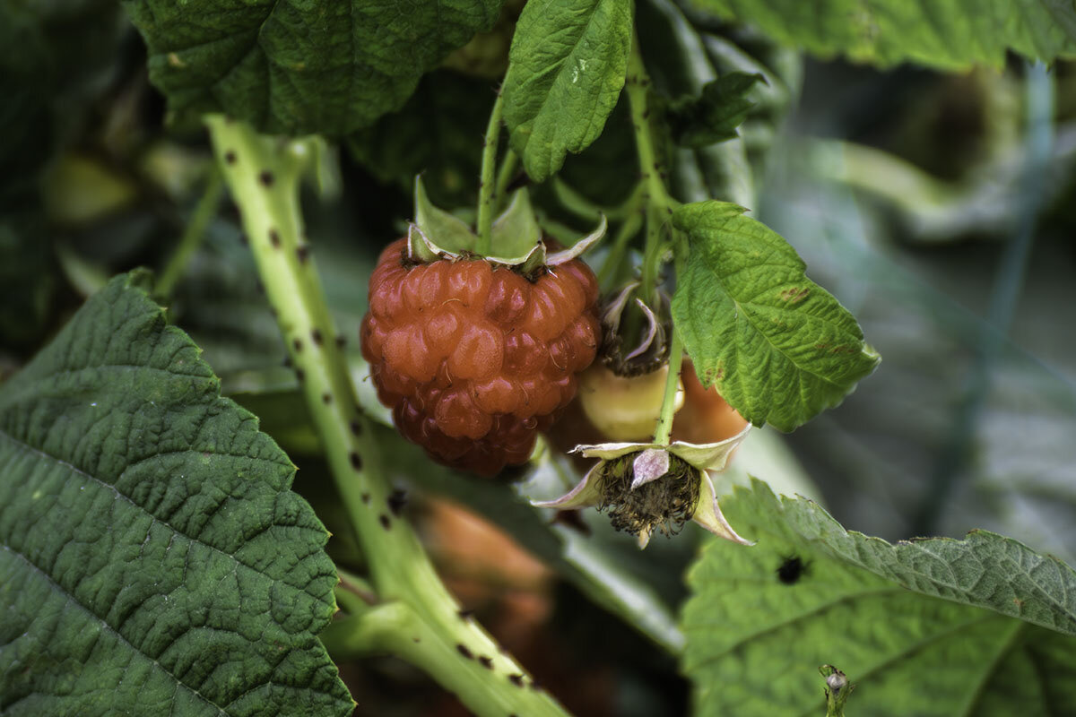 Осенняя малина - Игорь Сикорский
