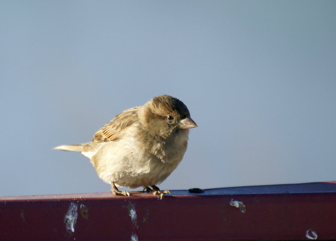 воробушек. - Андрей Катков
