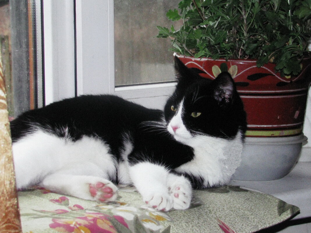 Дома лучше - Людмила Смородинская