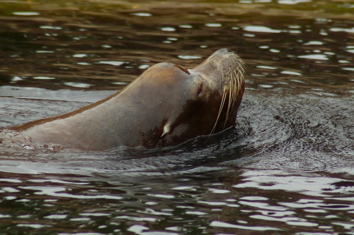 Люблю купаться - Юрий. Шмаков Люблю купаться - Юрий. Шмаков