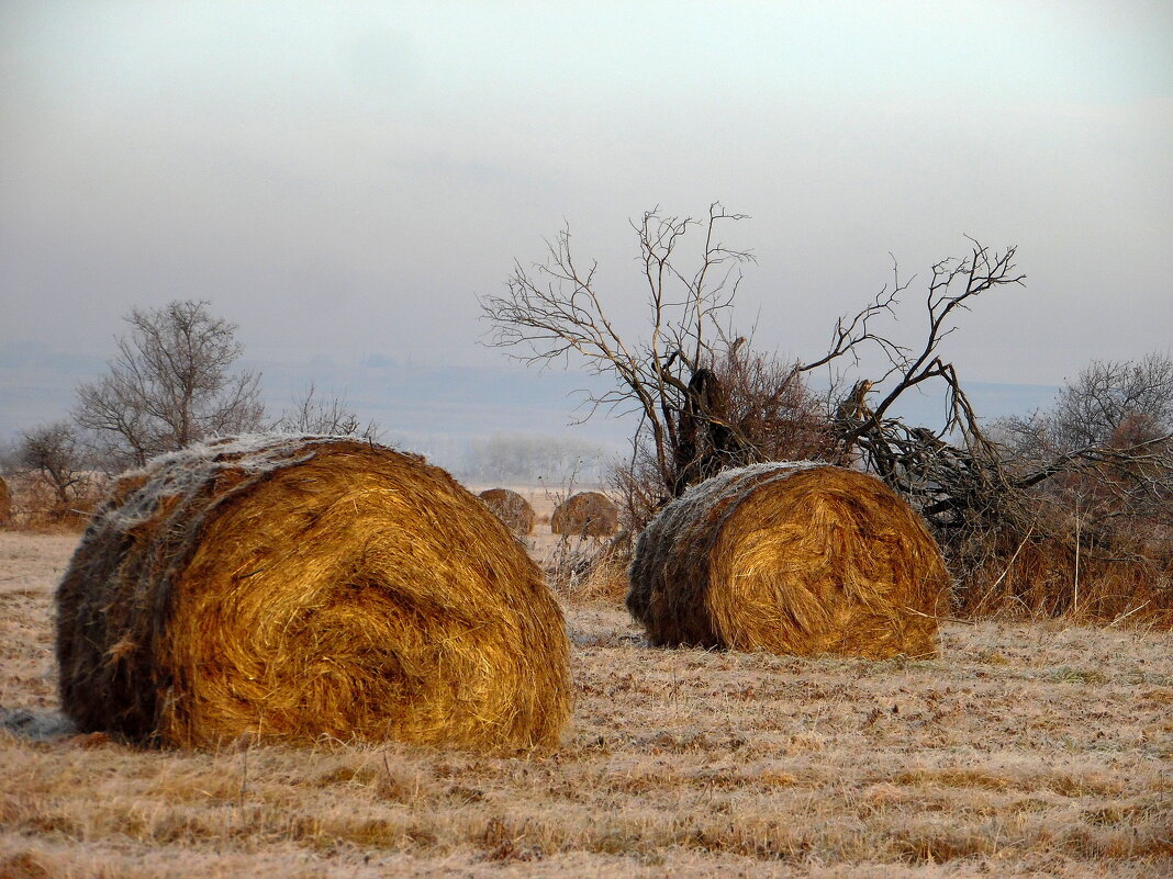 Природа замерла в предзимье. - nadyasilyuk Вознюк Природа замерла в предзимье. - nadyasilyuk Вознюк