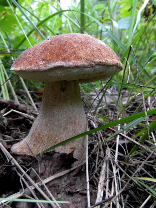 Богатырь. - nadyasilyuk Вознюк