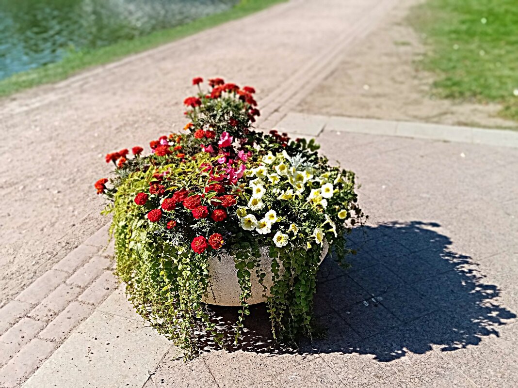 Цветы. - Владимир Драгунский