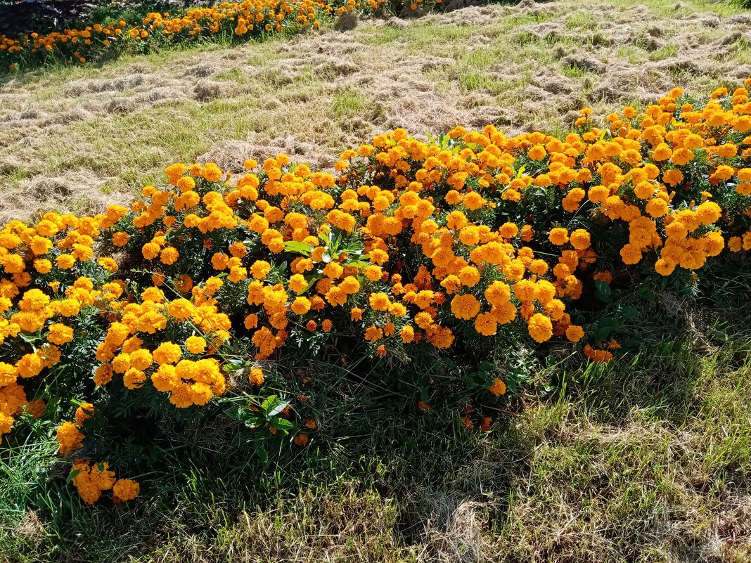 Цветы. - Владимир Драгунский