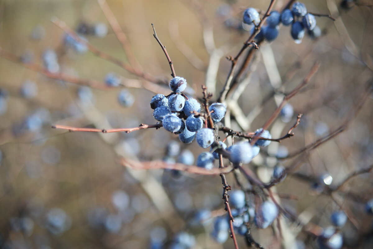 Морозное утро. Терн - Сергей Морозное утро. Терн - Сергей