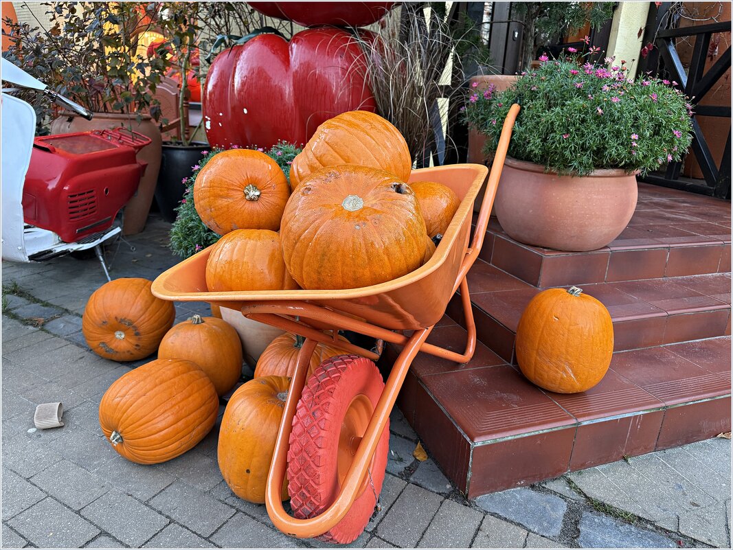 Тыквы у Барахольщика. - Валерия Комова