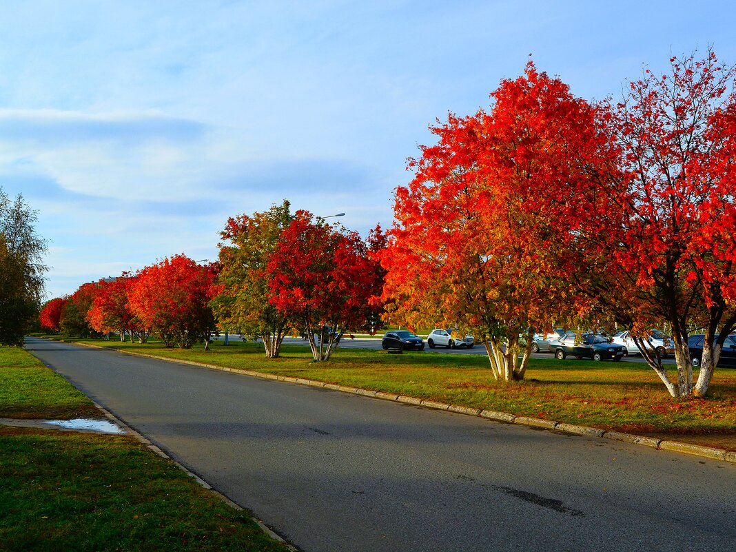 Новочебоксарск. Рябиновая аллея улицы Советской осенью. - Пётр Чернега Новочебоксарск. Рябиновая аллея улицы Советской осенью. - Пётр Чернега