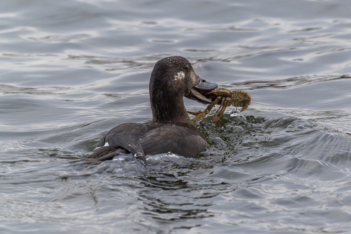 турпан. - юрий макаров