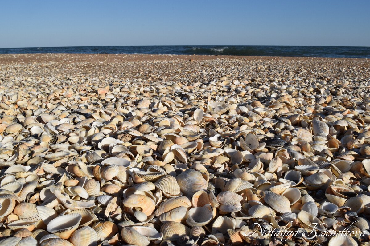 Природа Крыма - Amazing Cosmea