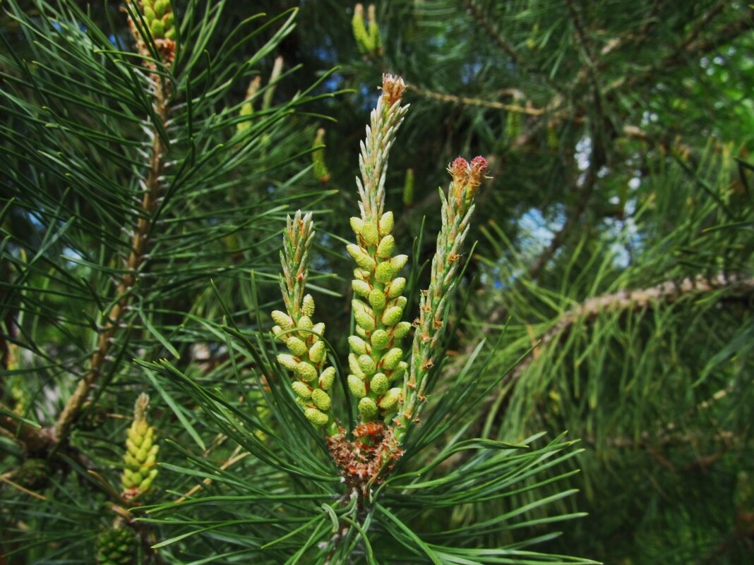 май - Елена Шаламова